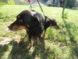 ROMEO, Hund, Mischlingshund in Slowakische Republik - Bild 5