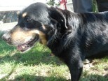 ROMEO, Hund, Mischlingshund in Slowakische Republik - Bild 6