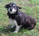 CANDY, Hund, Mischlingshund in Kroatien - Bild 1