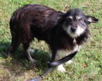 CANDY, Hund, Mischlingshund in Kroatien - Bild 3