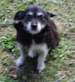 CANDY, Hund, Mischlingshund in Kroatien - Bild 4