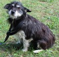 CANDY, Hund, Mischlingshund in Kroatien - Bild 5