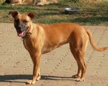 MARIANE, Hund, Mischlingshund in Ungarn - Bild 4