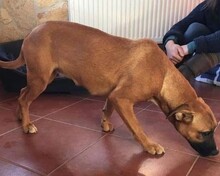 MARIANE, Hund, Mischlingshund in Ungarn - Bild 9