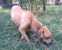 KALISI, Hund, Mischlingshund in Ungarn - Bild 8