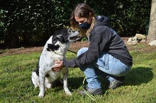 ARGENTO, Hund, Mischlingshund in Italien - Bild 3