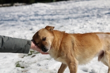 RAFFI, Hund, Mischlingshund in Italien - Bild 2