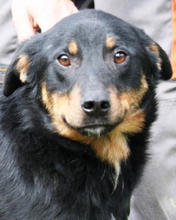 MORICE, Hund, Mischlingshund in Italien - Bild 1