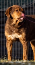 PIERINO, Hund, Mischlingshund in Italien - Bild 3
