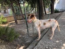 AISHA, Hund, Mischlingshund in Spanien - Bild 10