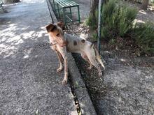AISHA, Hund, Mischlingshund in Spanien - Bild 11