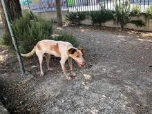 AISHA, Hund, Mischlingshund in Spanien - Bild 12