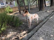 AISHA, Hund, Mischlingshund in Spanien - Bild 13
