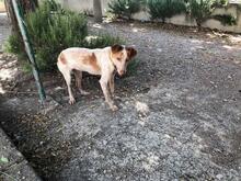 AISHA, Hund, Mischlingshund in Spanien - Bild 3