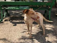 AISHA, Hund, Mischlingshund in Spanien - Bild 8