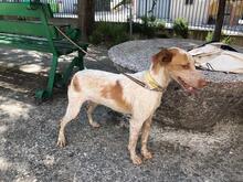 AISHA, Hund, Mischlingshund in Spanien - Bild 9