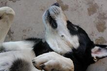 RINGO, Hund, Mischlingshund in Bad Krozingen - Bild 18