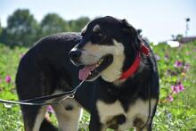 RINGO, Hund, Mischlingshund in Bad Krozingen - Bild 5