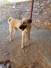 DEA, Hund, Mischlingshund in Türkei - Bild 2