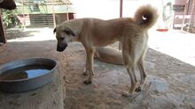 DEA, Hund, Mischlingshund in Türkei - Bild 3