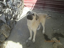 DEA, Hund, Mischlingshund in Türkei - Bild 4