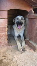 DEA, Hund, Mischlingshund in Türkei - Bild 5