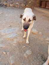 DEA, Hund, Mischlingshund in Türkei - Bild 6