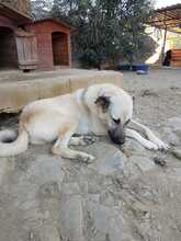 DEA, Hund, Mischlingshund in Türkei - Bild 7