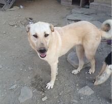 MOTTE, Hund, Mischlingshund in Türkei - Bild 3