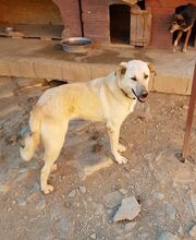 MOTTE, Hund, Mischlingshund in Türkei - Bild 4