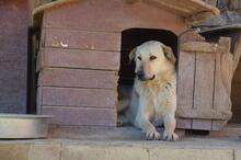 MOTTE, Hund, Mischlingshund in Türkei - Bild 5