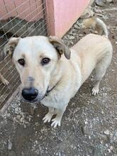 MOTTE, Hund, Mischlingshund in Türkei - Bild 6