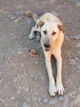 MOTTE, Hund, Mischlingshund in Türkei - Bild 8