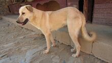MOTTE, Hund, Mischlingshund in Türkei - Bild 9