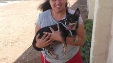 PIPPO, Hund, Chihuahua in Malta - Bild 2