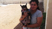 PIPPO, Hund, Chihuahua in Malta - Bild 3
