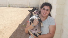PIPPO, Hund, Chihuahua in Malta - Bild 4