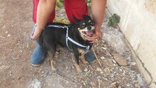 PIPPO, Hund, Chihuahua in Malta - Bild 5