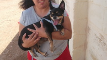 PIPPO, Hund, Chihuahua in Malta - Bild 6