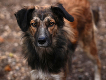 NINO, Hund, Mischlingshund in Weeze - Bild 1
