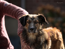 NINO, Hund, Mischlingshund in Weeze - Bild 2