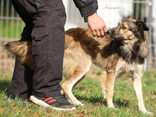 NINO, Hund, Mischlingshund in Weeze - Bild 3