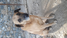 BROWNI, Hund, Mischlingshund in Türkei - Bild 10