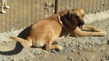 BROWNI, Hund, Mischlingshund in Türkei - Bild 4