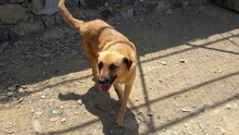 BROWNI, Hund, Mischlingshund in Türkei - Bild 5
