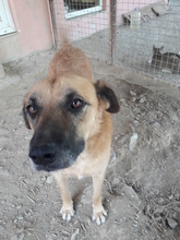 BROWNI, Hund, Mischlingshund in Türkei - Bild 6