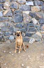 BROWNI, Hund, Mischlingshund in Türkei - Bild 8