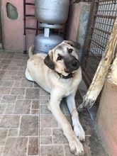 BELLA, Hund, Mischlingshund in Türkei - Bild 1
