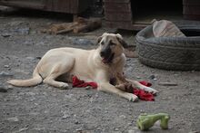 BELLA, Hund, Mischlingshund in Türkei - Bild 10