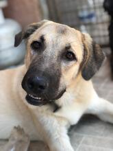 BELLA, Hund, Mischlingshund in Türkei - Bild 2